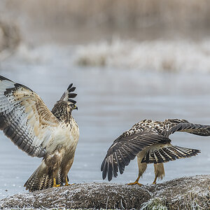 bussard 04