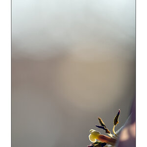 MozartPZ1 5012