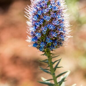 Madeira (63)