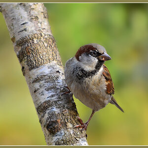 DSC 3312 Spatz