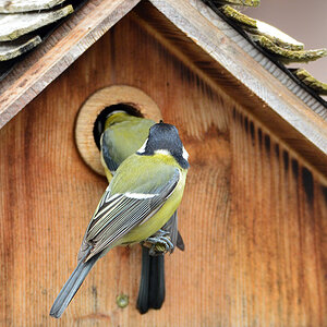 DSC 4653 Nest