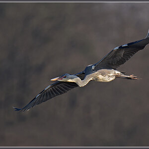 DSC 1928 Reiher 1000 R