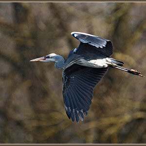 DSC 1932 Reiher 1000 R