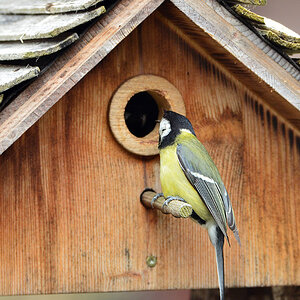 DSC 4656 Nest