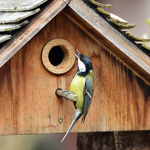 DSC 4657 Nest