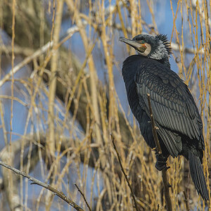 kormoran 01