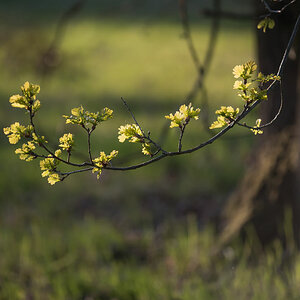 birke fruehling