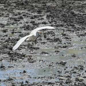 Ein Kuhreiher im Anflug ans Wasserloch