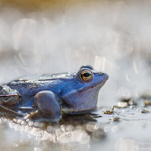 Moorfrosch