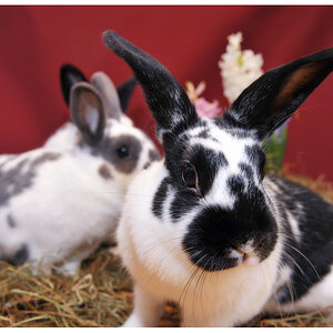 ostern1