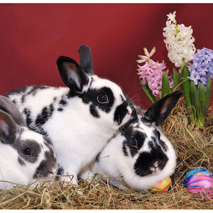 ostern2