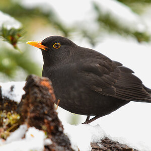 DSC 3665 Amsel