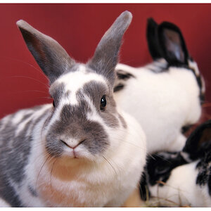 ostern3