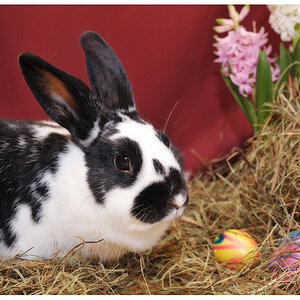 ostern4