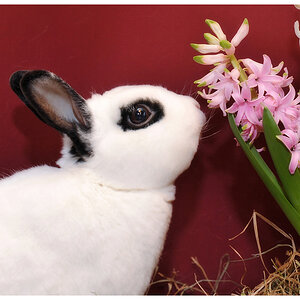 ostern5