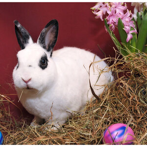 ostern6