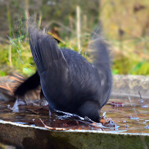 DSC 3379 Amsel