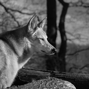 lakoma bw