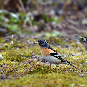 DSC 8438 Bergfink