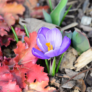 Krokus