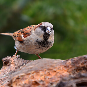 DSC 3448 Spatz