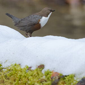 20150222 123124 wasseramsel