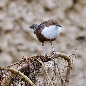 20150222 122203 wasseramsel
