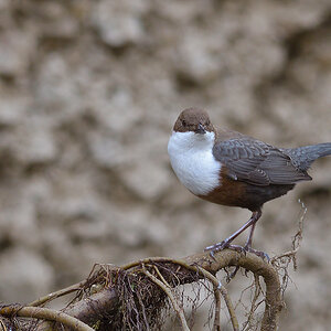 20150222 122154 wasseramsel
