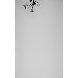 BeetPZ1 5939