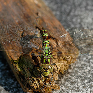 Libelle