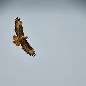 DSC 3850 Bussard