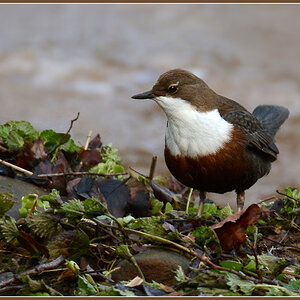 DSC 2267 Wasseramsel o Ast 2 1000