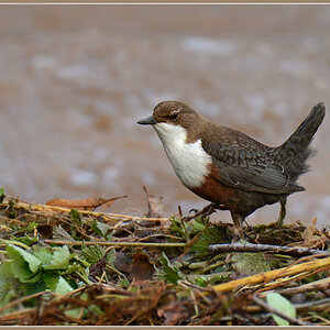 DSC 2248 Wasseramsel 1000
