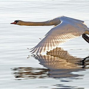 DSC 6055 Schwan 1000 R