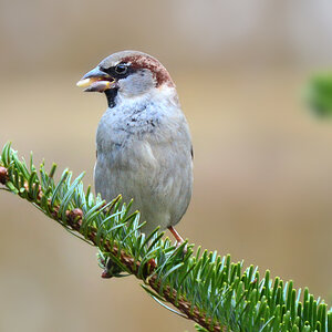 DSC 3410 Spatz