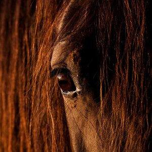 pferd 2