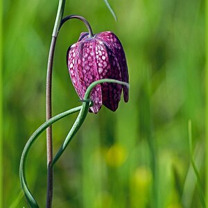 D71 6401 Schachbrettblume 4 2015