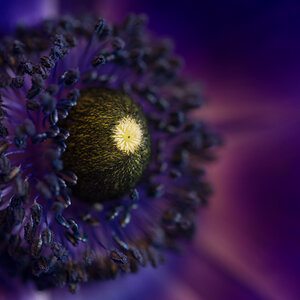 Blüte in violett 0019