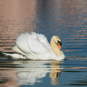 schwan tamron