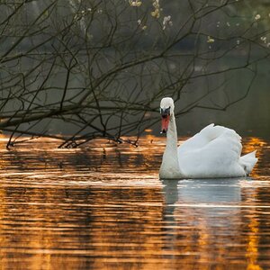 schwan am abend