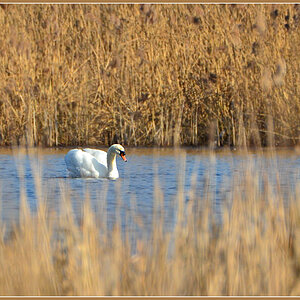 DSC 3972 Schwan