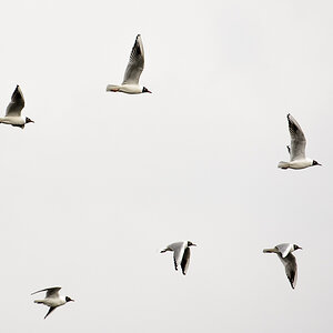 D719820