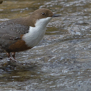 20150225 134206 wasseramsel