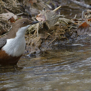 20150225 134257 wasseramsel