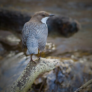 20150225 123432 wasseramsel