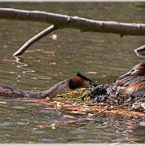 D71 6105 Haubi baut das Nest aus Rahmen