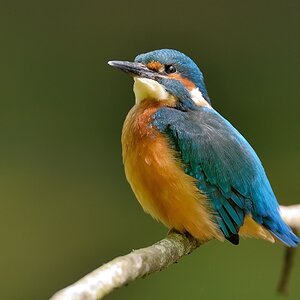Eisvogel