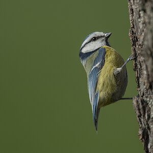 blaumeise 95