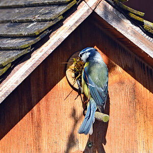 DSC 4540 Nest5