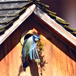 DSC 4541 Nest6